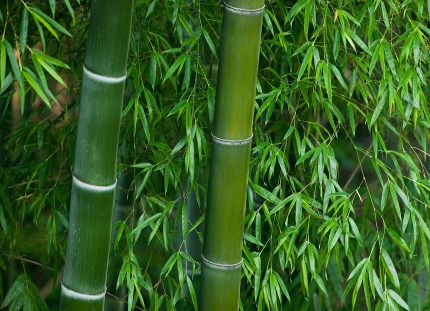 竹子